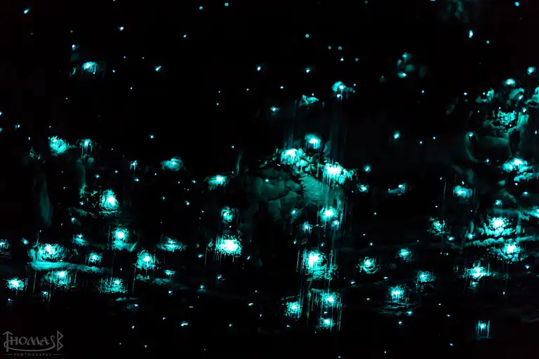 Glowworms New zealand deal