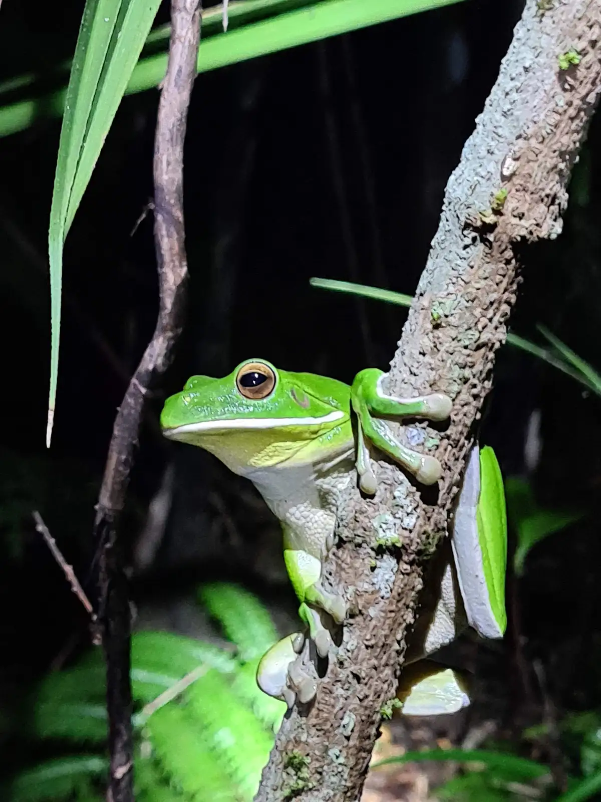 Night Jungle Tour Daintree Rainforest