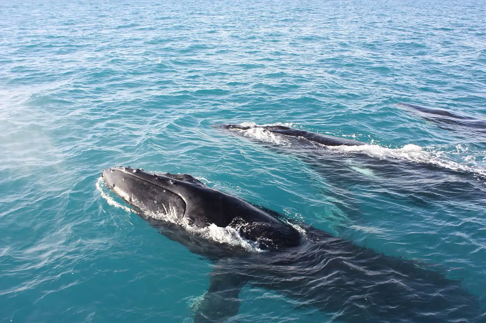 broome whale watching