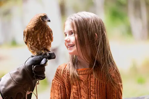 Capes Raptor Centre  |   Bird of Prey Trail and Flight Display