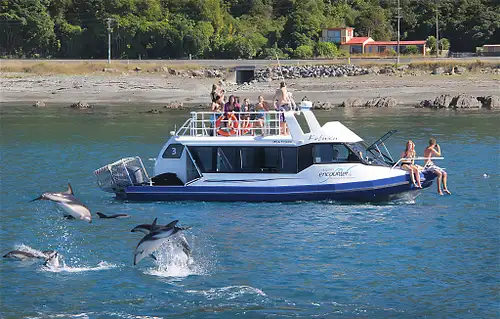 Kaikōura Day Tour from Christchurch with Dolphin Swimming