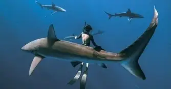shark swim cage free north shore