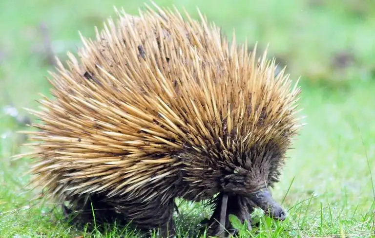 kangaroo island small-group wildlife tours