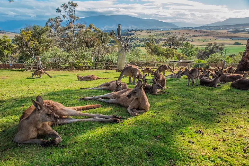 HERO Bonorong - Kangaroos.jpeg