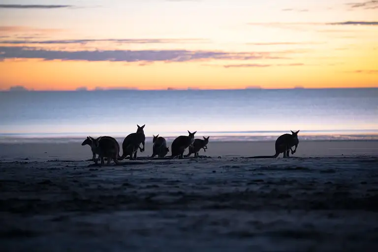 Cape Hillsborough Sunrise & Kangaroo Experience