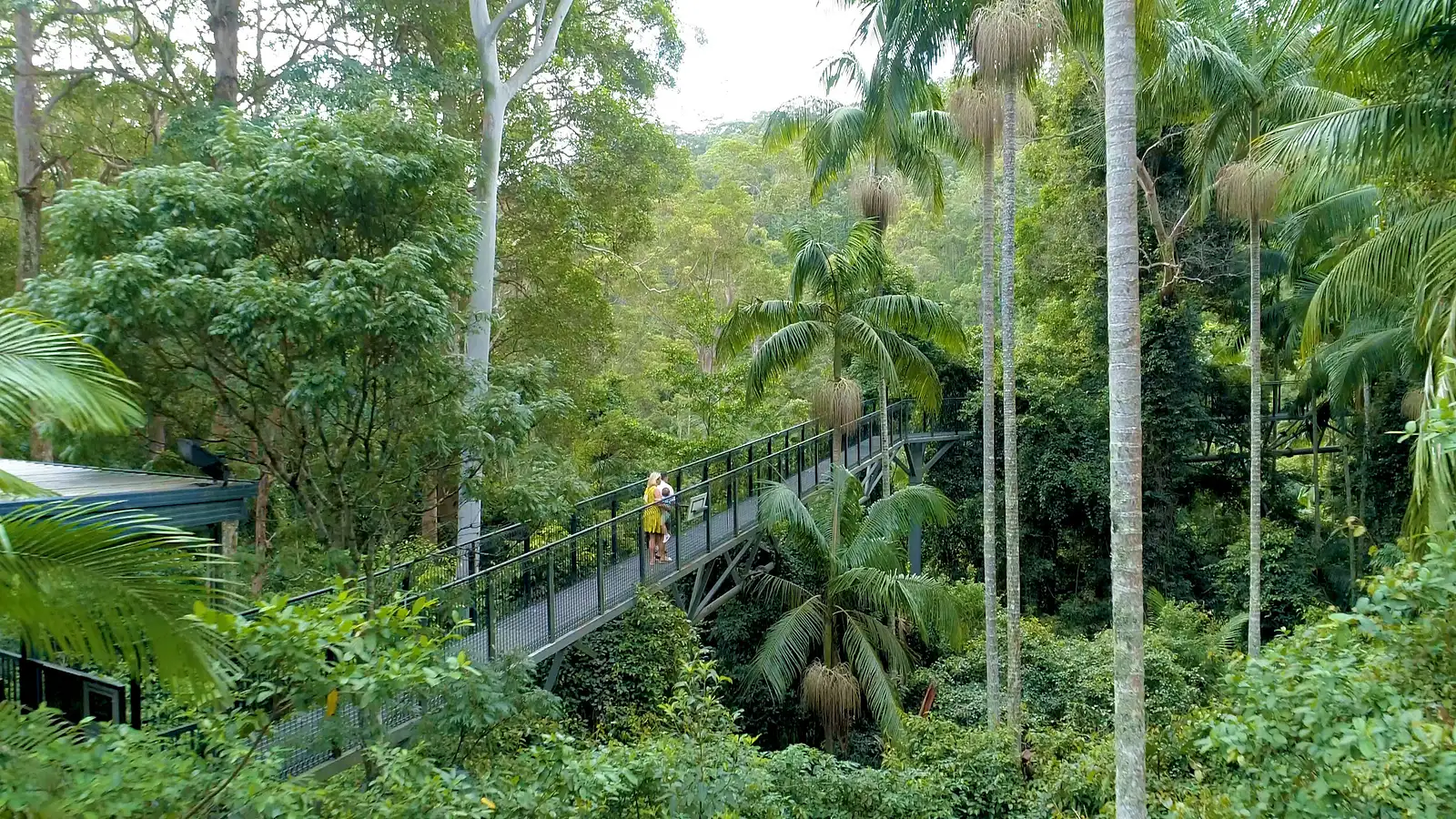 Tamborine rainforest skywalk + hop on hop off pass from Brisbane