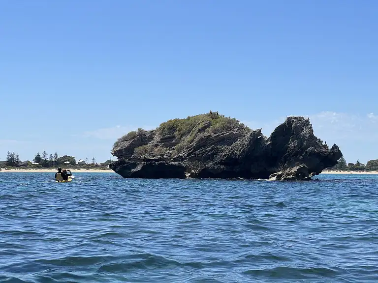 seal and penguin kayak day tour