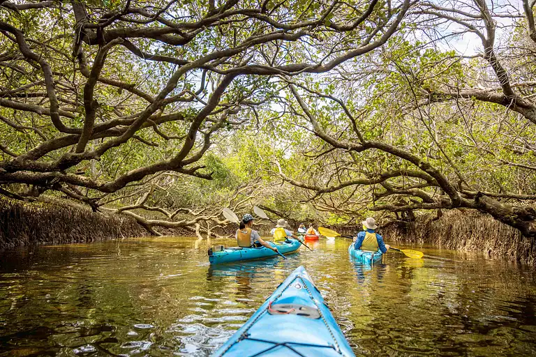 Adelaide Dolphin Sanctuary Kayak Tour