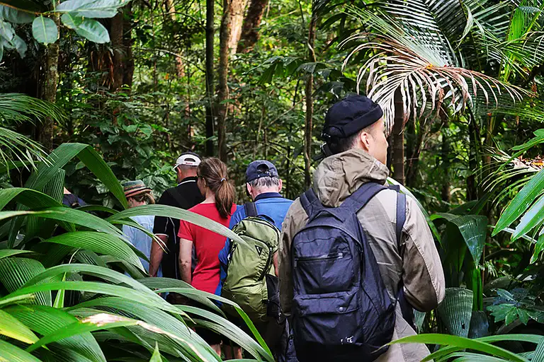 Daintree Rainforest Guided Walk Experience from Cairns
