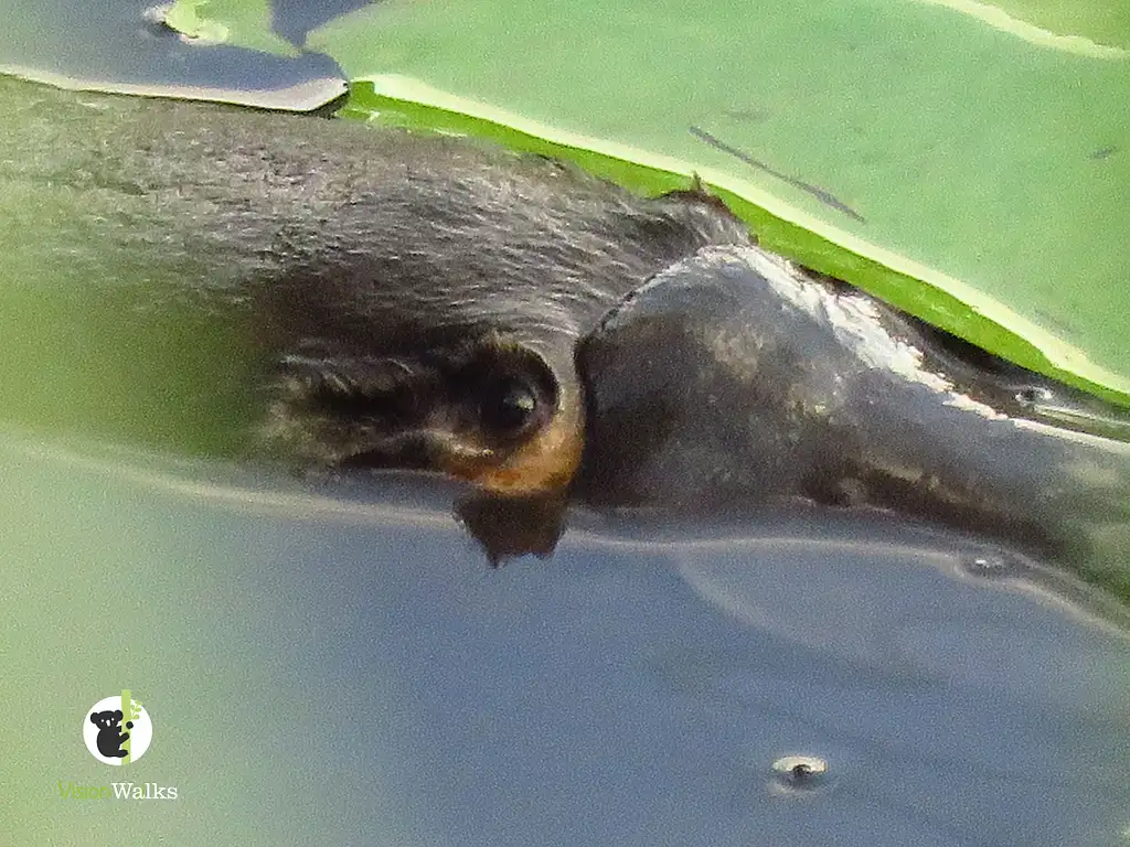 byron bay platypus walk