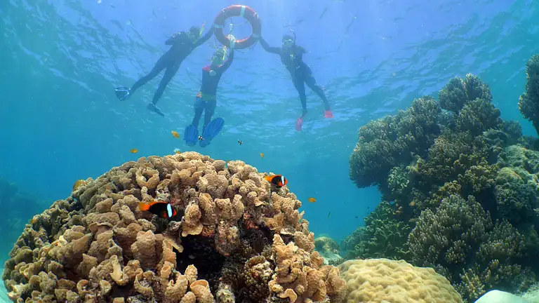 Snorkel Cairns