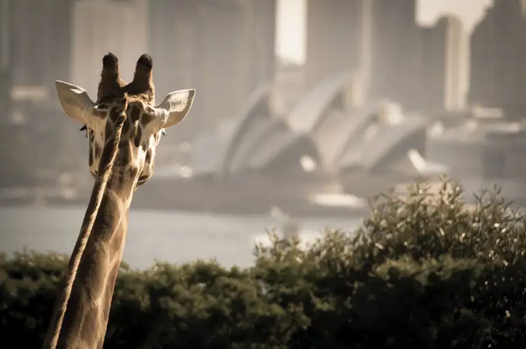 Sydney Harbour Ferry Pass Deal