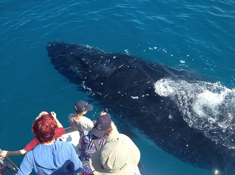 Noosa whale watch tour
