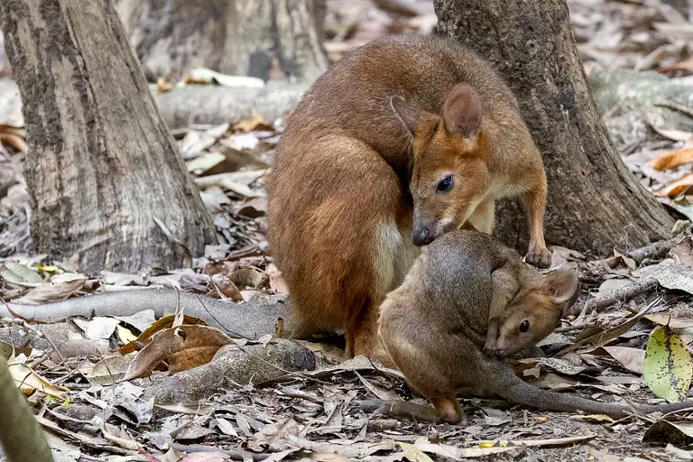 Hartley's Crocodile Adventures Breakfast with the Koalas Deals