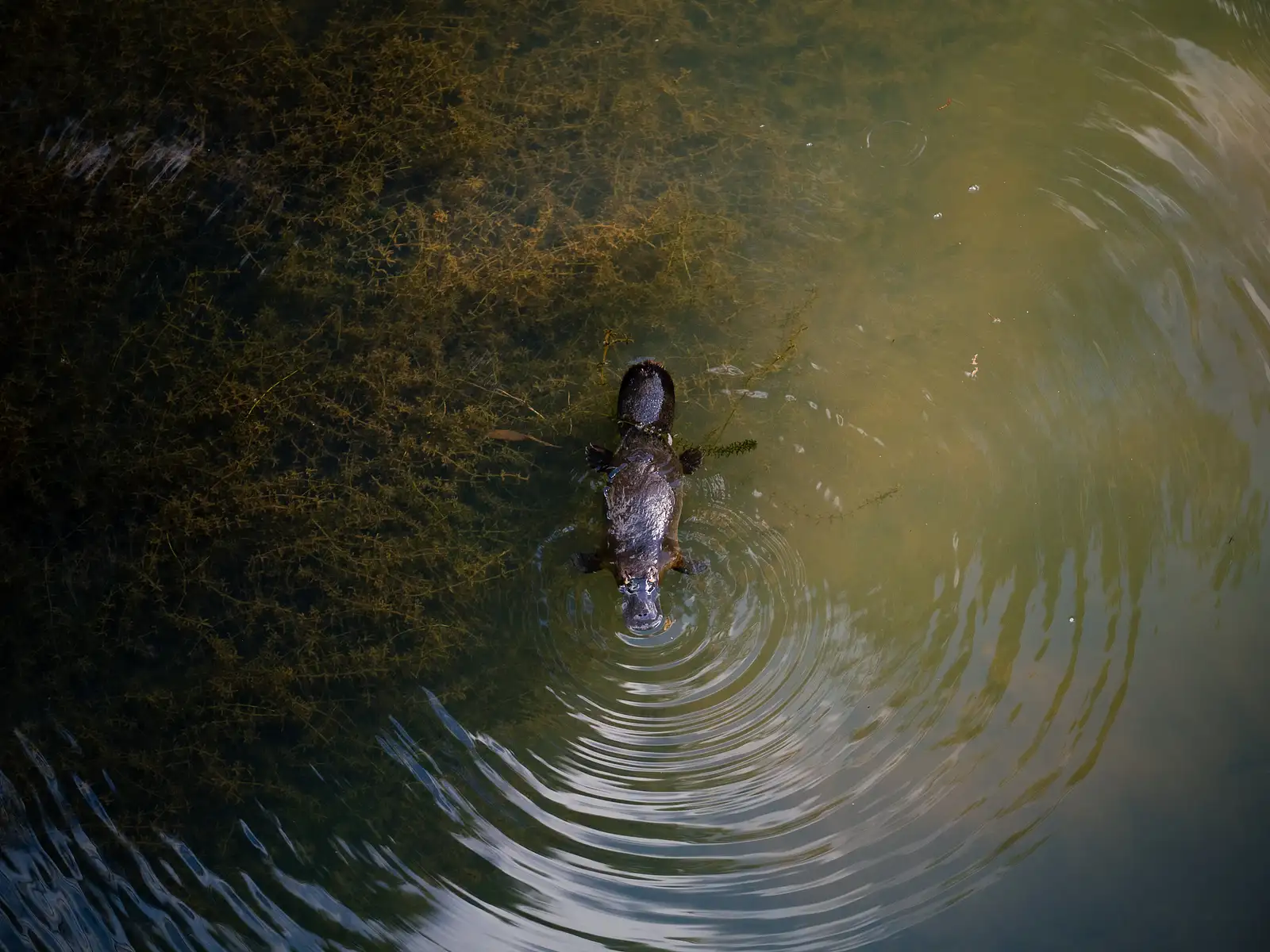 Eungella Wild Platypus Encounter Full Day Tour