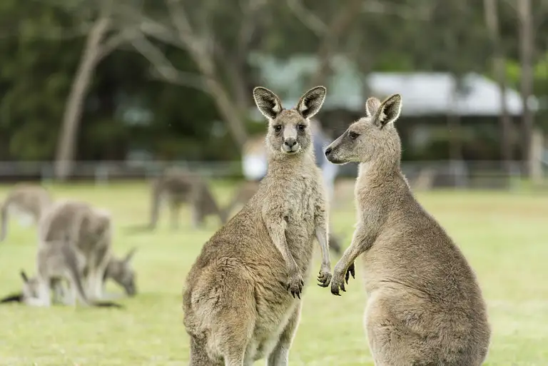 great ocean road tour from melbourne