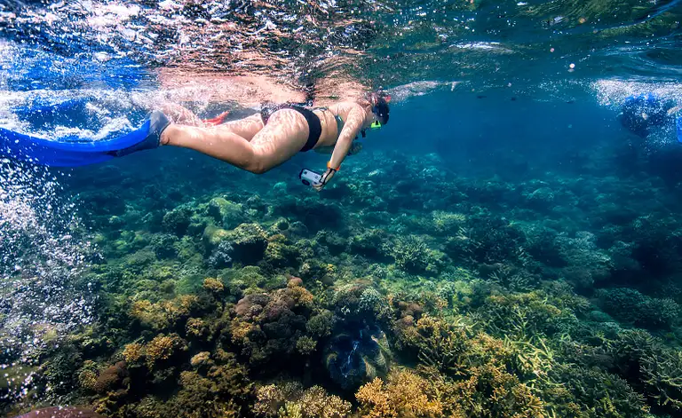 Frankland Islands Reef Cruise Deals