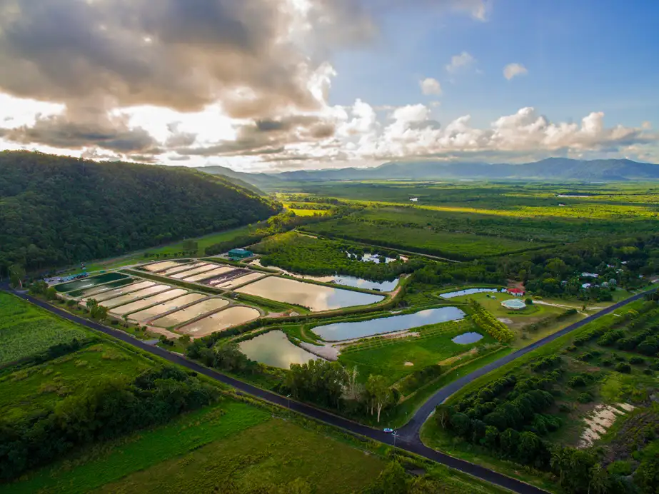 Barramundi fish farm
