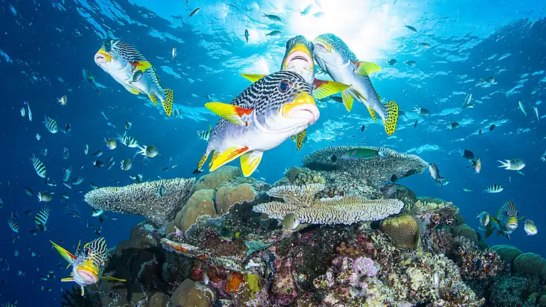 sweetlips-quad.jpg