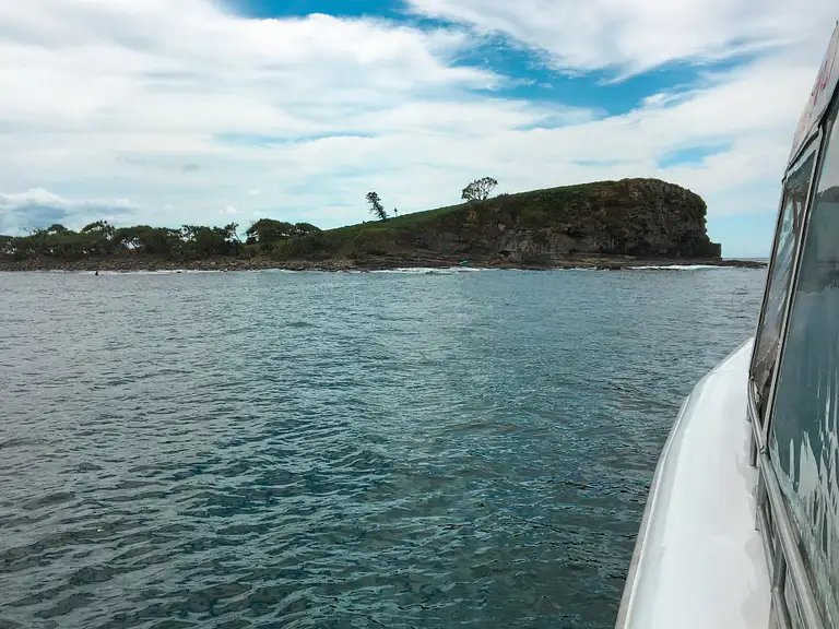 snorkel with turtles sunshine coast