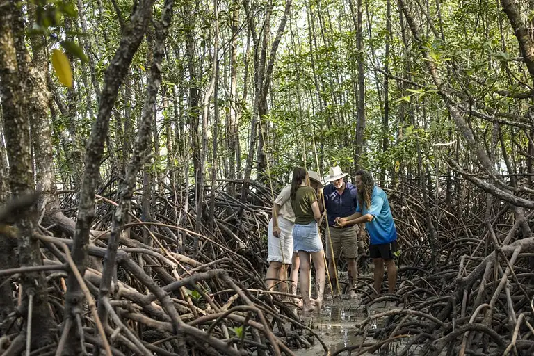 Daintree tour