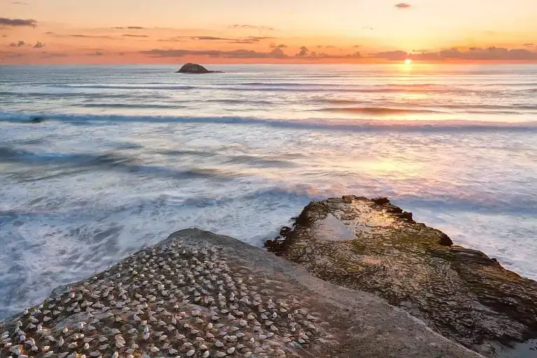 Muriwai Beach & Gannet Eco Tour Deals