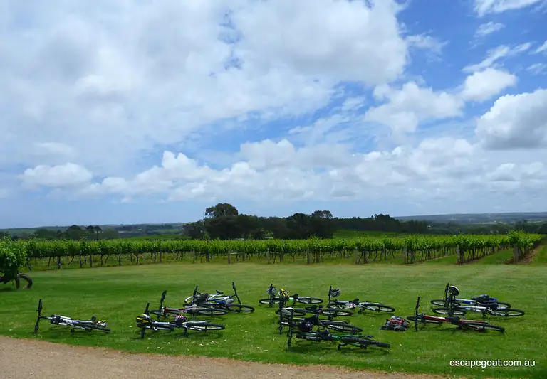 Hills, Vines and Wines by mountain bike discount adventure