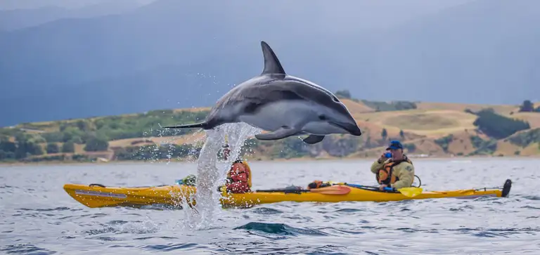 Kaikoura Kayak Tour