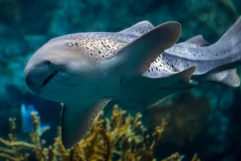 Explore Marine Life at Aquarium of the Pacific Long Beach