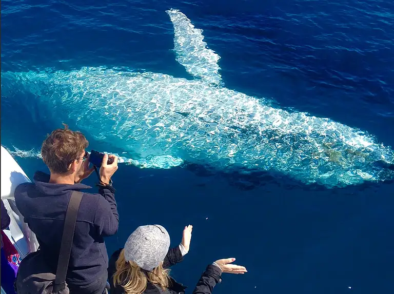 Noosa whale watch deal
