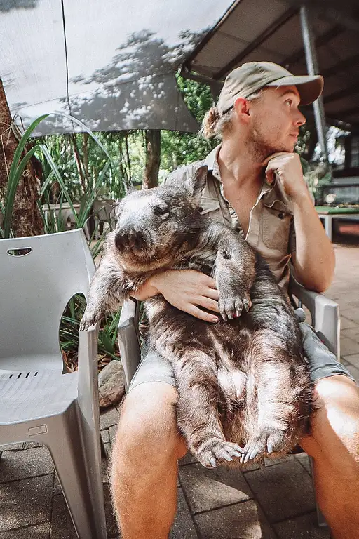 Magnetic Island Wombat