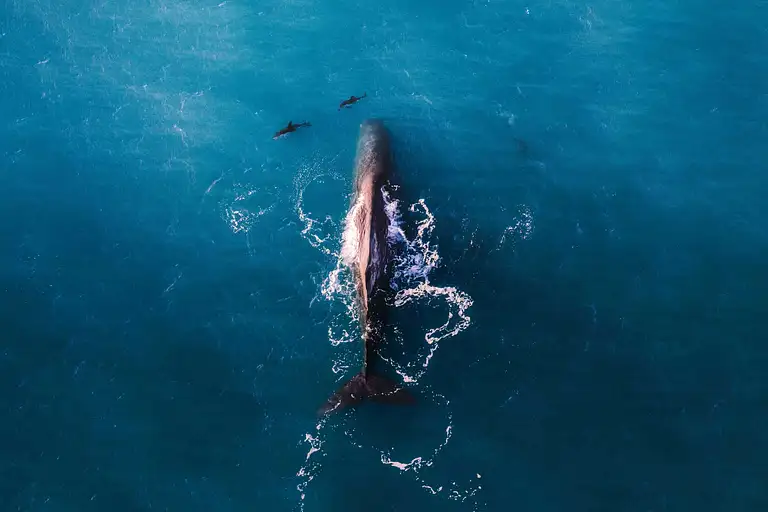 whale watching new zealand flight