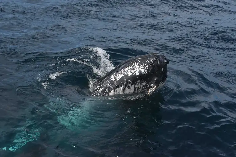 Shellharbour Whale Watching Cruise