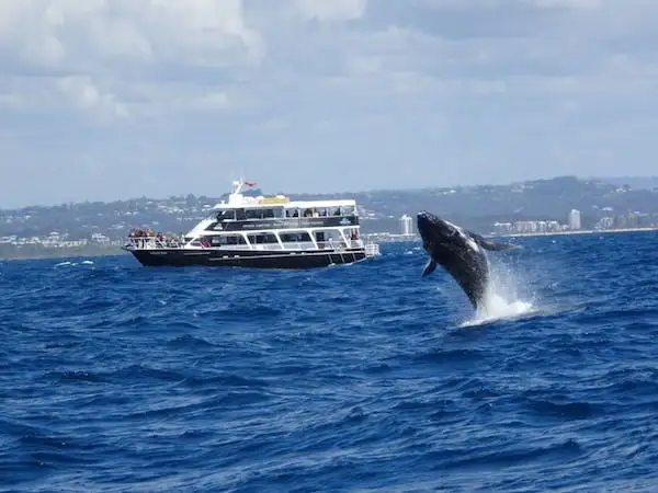 whale watching