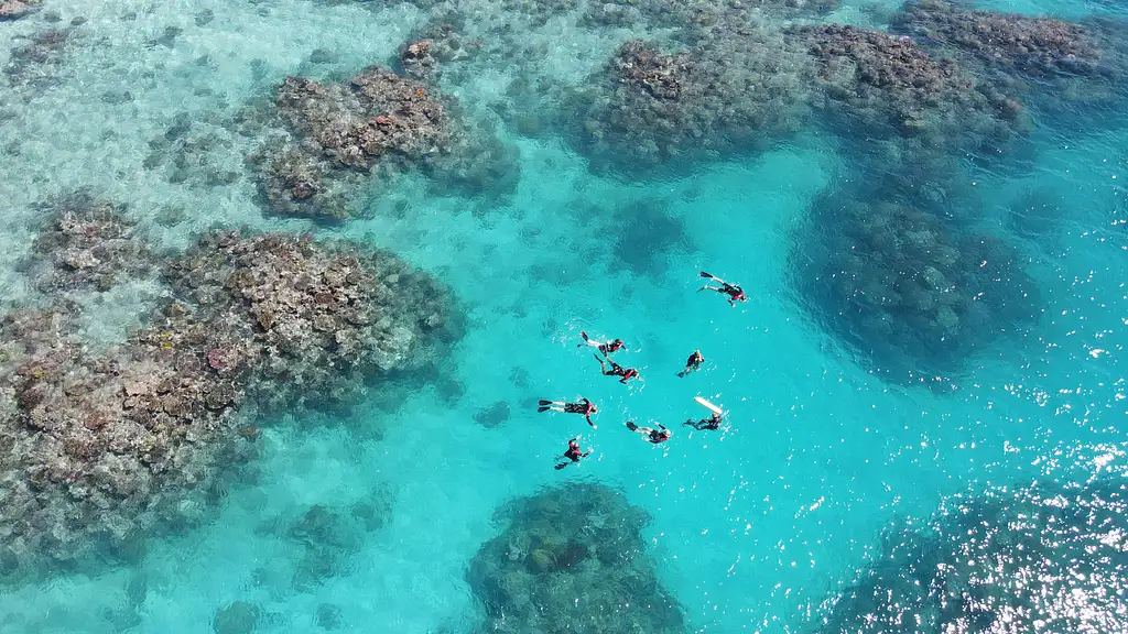 Outer Reef Guided Snorkelling from Port Douglas - Maximum 12 people