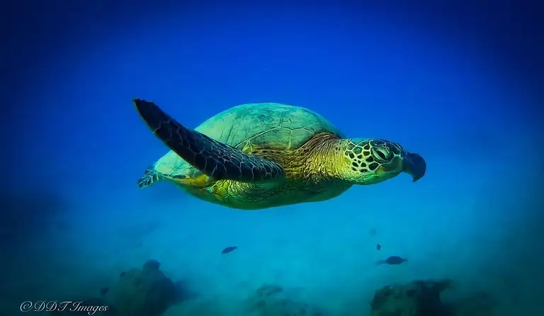 Introductory Diving Oahu