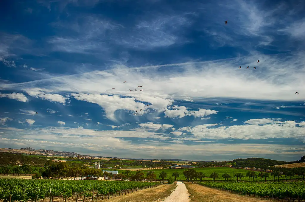 barossa valley wine tasting tours