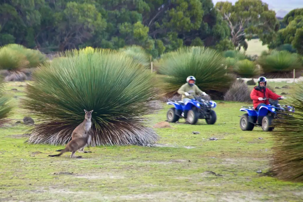 Sunset Kangaroo Safari deals