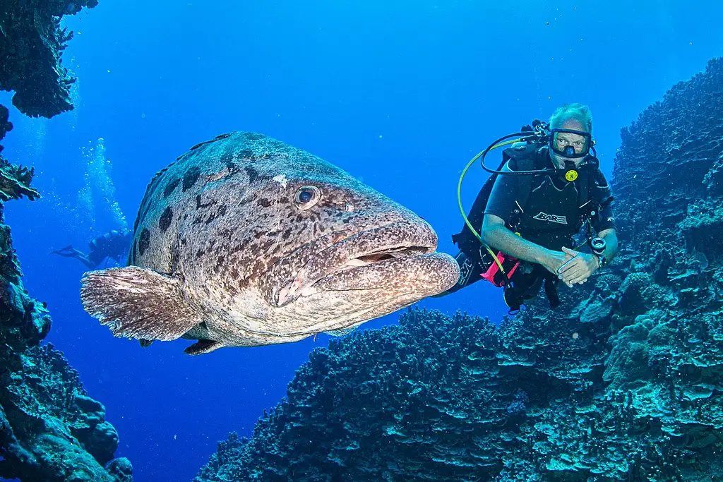 7 Night Cod Hole & Ribbon Reefs Dive Adventure